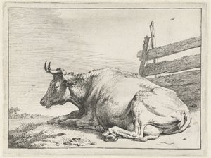 Vache couchée près d