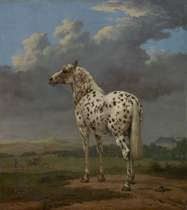 Cheval pie, vers 1654 - Paulus Potter