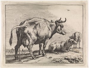 Vache urinant