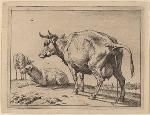 Vache urinant