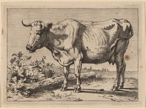 Vache debout (Vache avec une corne froissée)