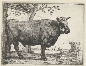Taureau - Paulus Potter