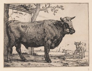 Le taureau, de divers bœufs et vaches