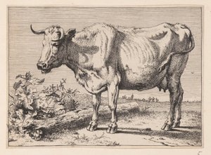 La vache à la corne froissée, de divers bœufs et vaches