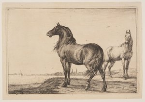Le cheval croisé, tiré de la série des chevaux - Paulus Potter