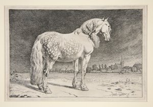 Le cheval frison - Paulus Potter