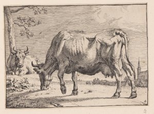 La vache en train de brouter, tirée de Différents bœufs et vaches