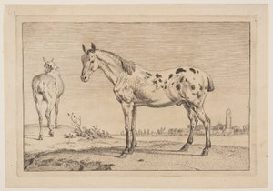 Le cheval hennissant, extrait de la série des chevaux - Paulus Potter