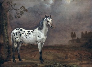 Le Cheval pie - Paulus Potter