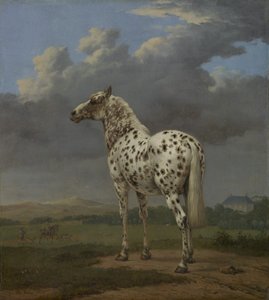 Le cheval pie - Paulus Potter