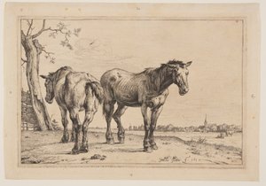Le cheval de labour, extrait de la série des chevaux - Paulus Potter