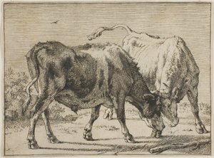 Deux taureaux se battant - Paulus Potter