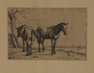 Deux chevaux - Paulus Potter