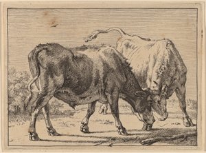 Deux bœufs se battant - Paulus Potter