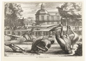 Pélicans
