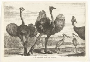 Autruches, casoar et spatule - Peeter Boel (attributed to)