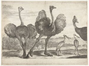 Autruches, casoar et spatule (Vogels uit de menagerie van Versailles) - Peeter Boel (attributed to)