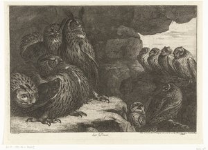 Chouettes dans une grotte (Vogels uit de menagerie van Versailles) - Peeter Boel (attributed to)