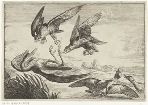 Deux faucons attaquent un héron (Diversi uccelli, série) - Peeter Boel