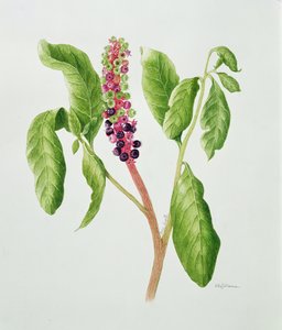 Phytolacca (aquarelle) - Peggy Wyatt