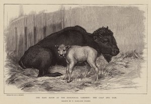 Bison et veau au zoo de Londres
