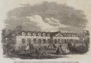 Nouvelle Maison des Antilopes dans les Jardins de la Société Zoologique, Regent
