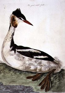 Le Grand Grèbe huppé (Podiceps cristatus) planche de 