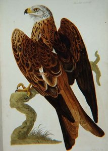 Le Milan (Milvus milvus) ou Glead, planche de 