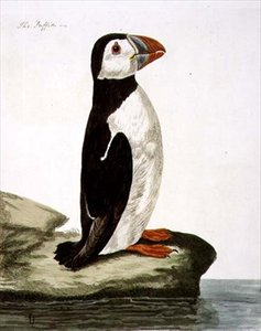 Le Macareux (Fratercula arctica) planche de 