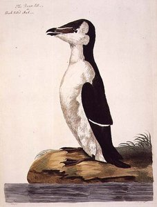 Le Petit Pingouin ou Alca torda, planche de 