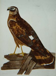 La Buse, femelle du Busard Saint-Martin (Circus cyaneus) planche de 