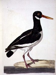 La Pie de mer ou Huîtrier pie (Haematopus ostralegus) planche de 