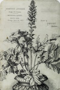 Acanthus Spinosus, dessins de présentation - Peter Bonnett Wight