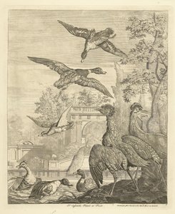 Canards et hérons près d