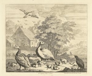 Oies avec des poussins près d