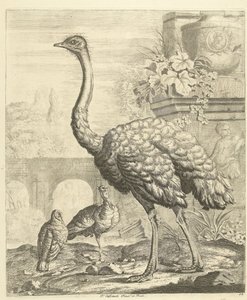 Autruche et dindons dans un jardin avec des ruines antiques