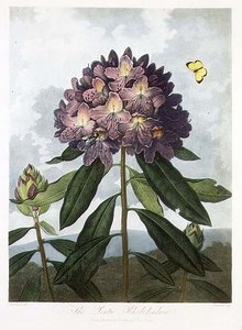 Le Rhododendron pontique, gravé par Caldwell, de 