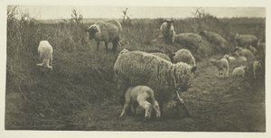 Une pastorale de mars (Suffolk) - Peter Henry Emerson