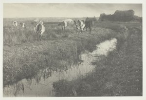 Bovins dans les marais - Peter Henry Emerson
