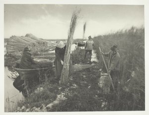 Pendant la récolte du roseau - Peter Henry Emerson