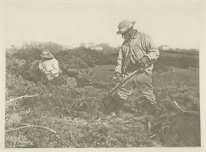 Coupe de genêts sur une commune du Suffolk