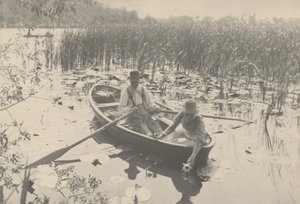 Récolte de nénuphars