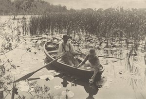 La cueillette des nénuphars