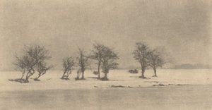 Arbres à Épines Tordues, vers 1890, imprimé vers 1895 - Peter Henry Emerson
