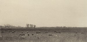 Marais par la mer du Nord - Peter Henry Emerson