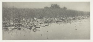 Nénuphars - Peter Henry Emerson