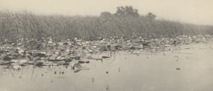 Nénuphars - Peter Henry Emerson and T.F. Goodall