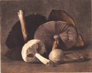 Champignon blanc