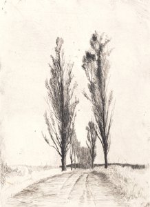 Allée de peupliers