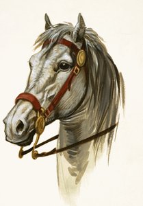 Cheval Non Identifié - Peter Jackson